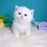 ブリティッシュショートヘア【大阪府・男の子・2025年5月9日・シールゴールデンチンチラポイント】の写真7