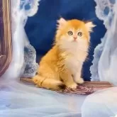 ブリティッシュロングヘア【大阪府・男の子・2025年4月25日・ゴールデン(ロング)】の写真4