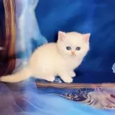 ブリティッシュショートヘア【大阪府・男の子・2025年5月9日・シールゴールデンチンチラポイント】の写真4