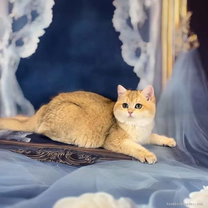 ID：2502-00646の子猫