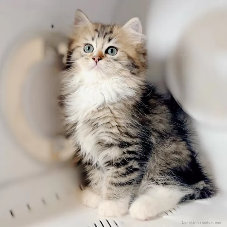 ID：2508-00724の子猫