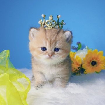 ブリティッシュショートヘア【大阪府・女の子・2025年4月29日・ゴールデン】の写真「人懐っこい🐈まる顔」