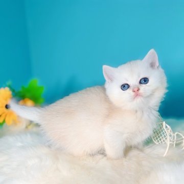 ブリティッシュショートヘア【大阪府・男の子・2025年10月22日・ブルーゴールデン】の写真「ハイクオリティな顔立ち」