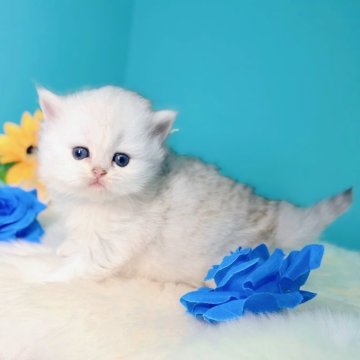 ブリティッシュロングヘア【大阪府・女の子・2025年10月22日・シルバーシェーデッド♡】の写真「可愛くてドッシリした女の子👧」