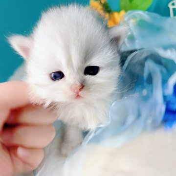 ブリティッシュショートヘア【大阪府・女の子・2025年10月22日・シルバーシェーデッド(ロング)】の写真「将来はまる顔♡」