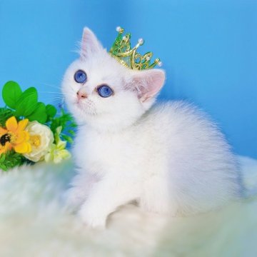 ブリティッシュショートヘア【大阪府・女の子・2025年5月9日・シルバーシェーデッド】の写真「温和でまる顔♡甘えん坊」