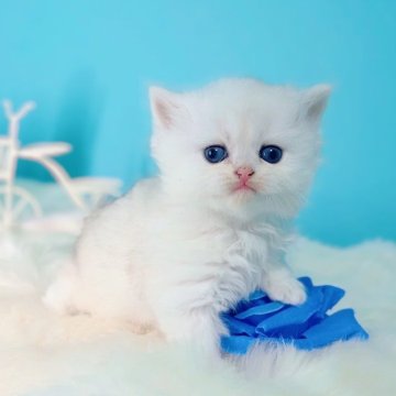 ブリティッシュショートヘア【大阪府・女の子・2025年10月22日・シルバーシェーデッド(ロング)♡】の写真「将来はまる顔」