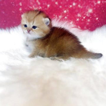 ブリティッシュショートヘア【大阪府・女の子・2025年4月29日・ゴールデン】の写真「人懐っこい🐈まる顔」