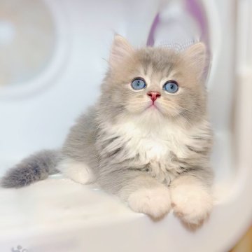 ブリティッシュMIX♡♡【大阪府・女の子・2025年7月2日・ブルーホワイト♡♡】の写真「温厚な性格♡1.2kg♡」