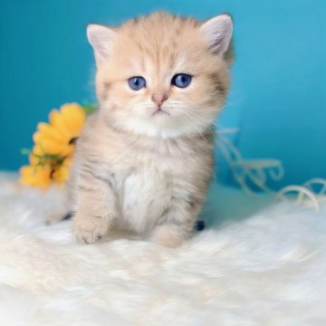 ブリティッシュショートヘア【大阪府・女の子・2025年4月29日・マッカレルタビー】の写真「虎のような猫さん🐯」