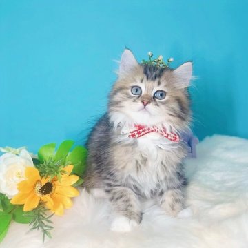 ブリティッシュMIX♡【大阪府・男の子・2025年7月2日・ブラックタビー&ホワイト♡】の写真「甘えん坊♡白い手袋をしたようなお手手にピンクの肉球」