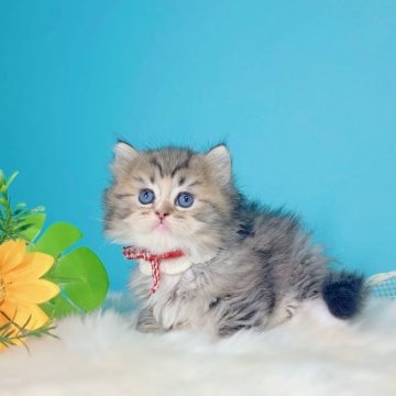 ブリティッシュMIX【大阪府・男の子・2025年7月2日・ブラックホワイト♡】の写真「温和な子♡白い手袋をしたようなお手手にピンクの肉球」