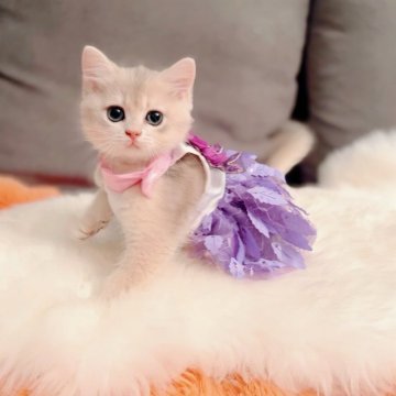 ブリティッシュショートヘア【大阪府・男の子・2025年4月29日・ブルーゴールデン♡】の写真「人懐っこい男の子」
