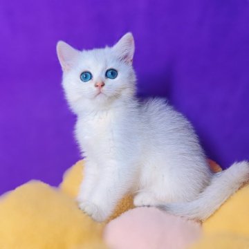 ブリティッシュショートヘア【大阪府・女の子・2025年5月9日・シルバーシェーデッド】の写真「上品な顔立ち/甘えん坊」