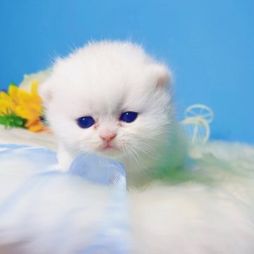 ブリティッシュショートヘア【大阪府・男の子・2025年5月9日・シルバーポイント(確認中)】の写真「綿菓子みたいな男の子」