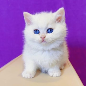 ブリティッシュショートヘア【大阪府・男の子・2025年10月22日・シールゴールデンチンチラポイント🎀🎀】の写真「真っ白な妖精みたいです❄️」