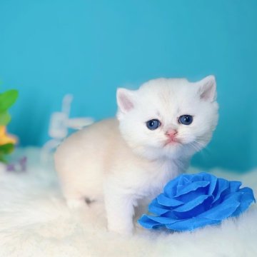 ブリティッシュショートヘア【大阪府・男の子・2025年10月22日・ブルーゴールデン】の写真「ハイクオリティな顔立ち👦」