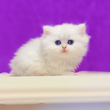 ブリティッシュショートヘア【大阪府・女の子・2025年10月22日・シルバーシェーデッド（ロング）】の写真「よく食べる元気な子♡白熊みたい」