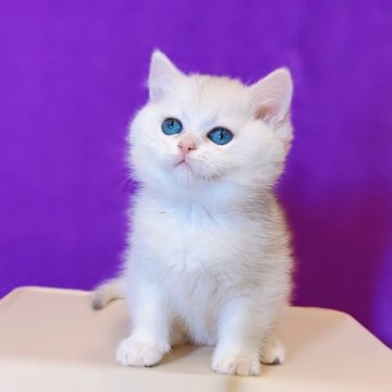 ブリティッシュショートヘア【大阪府・男の子・2025年10月22日・シールゴールデンチンチラポイント🎀♡】の写真「甘えん坊な男の子❄️🧚」