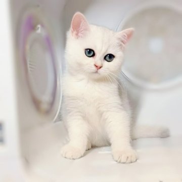 ブリティッシュショートヘア【大阪府・女の子・2025年5月9日・シルバーシェーデッド♡♡】の写真「白熊さんみたい🐻‍❄️」