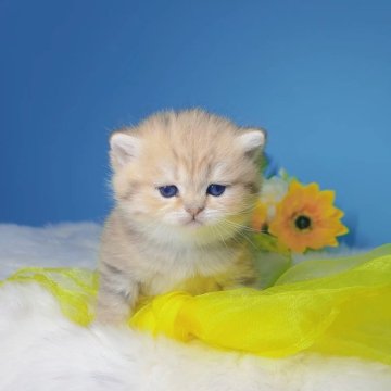ブリティッシュショートヘア【大阪府・女の子・2025年4月29日・マッカレルタビー】の写真「虎のような猫さん🐯」