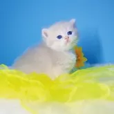 ブリティッシュショートヘア