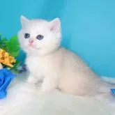 ブリティッシュショートヘア