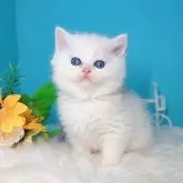 ブリティッシュショートヘア