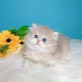 ブリティッシュロングヘア