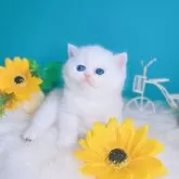 ブリティッシュショートヘア