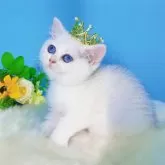 ブリティッシュショートヘア