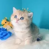 ブリティッシュショートヘア