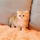 ブリティッシュショートヘア