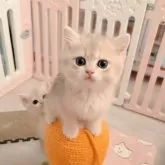 ブリティッシュショートヘア