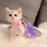 ブリティッシュショートヘア