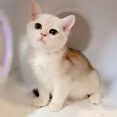 ブリティッシュショートヘア
