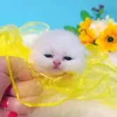 ブリティッシュショートヘア
