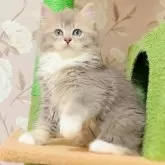ブリティッシュMIX♡♡