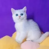 ブリティッシュショートヘア