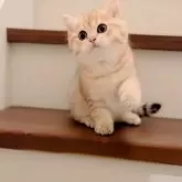 ブリティッシュショートヘア