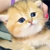 ブリティッシュショートヘア