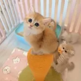 ブリティッシュショートヘア