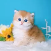ブリティッシュショートヘア