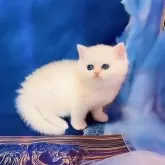 ブリティッシュショートヘア