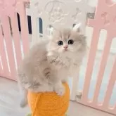 ブリティッシュロングヘア