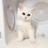 ブリティッシュショートヘア