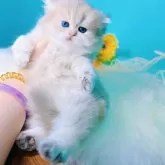 ブリティッシュロングヘア
