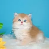 ブリティッシュロングヘア