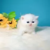 ブリティッシュショートヘア【大阪府・男の子・2025年5月9日・シールゴールデンチンチラポイント】の写真10