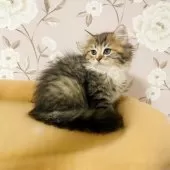 ブリティッシュMIX【大阪府・男の子・2025年7月2日・ブラックタビー&ホワイト♡】の写真6